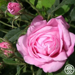 Honorine De Brabant -Precisiom Store honorine de brabant 2