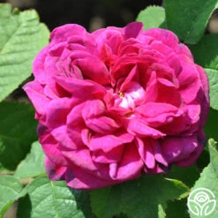 Indigo -Precisiom Store indigo 3 5