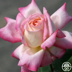 Iowa Belle 5 Iowa Belle -Precisiom Store iowa belle 2