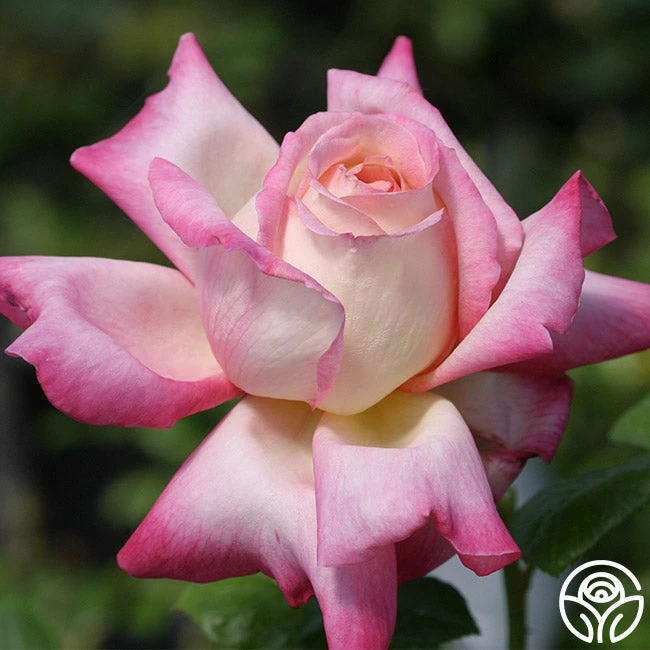 Iowa Belle 2 Iowa Belle - Image 2