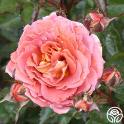 Iris Webb 11 Iris Webb -Precisiom Store iris webb 1 1 1