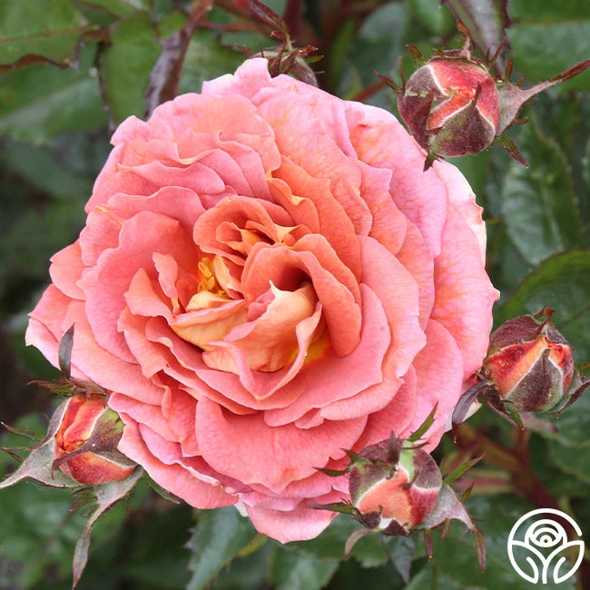 Iris Webb 3 Iris Webb - Image 3