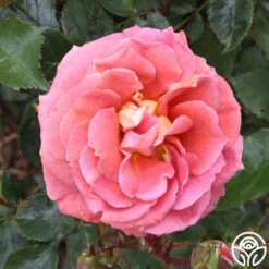 Iris Webb 16 Iris Webb -Precisiom Store iris webb 3