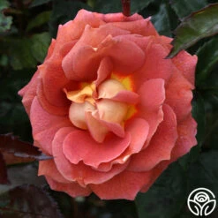 Iris Webb 14 Iris Webb -Precisiom Store iris webb 4