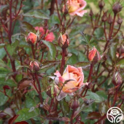 Iris Webb 15 Iris Webb -Precisiom Store iris webb 5