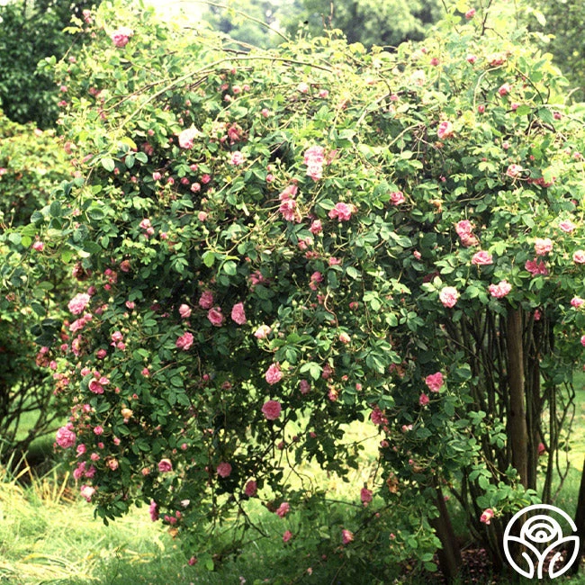 Ispahan 2 Ispahan - Image 2