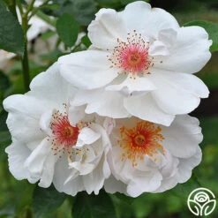 New Release 9 Jacqueline Du Pré™