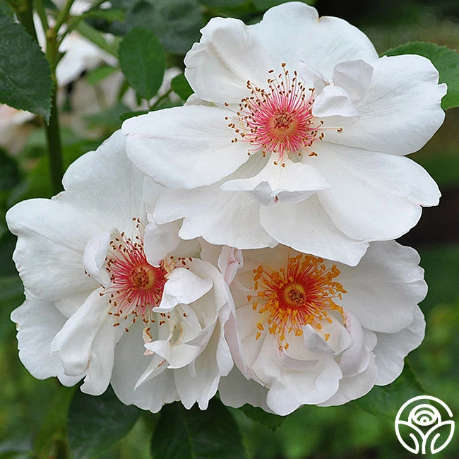 Jacqueline Du Pré™ 1 Jacqueline Du Pré™