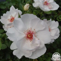 New Release -Precisiom Store jacqueline du pre logo 01