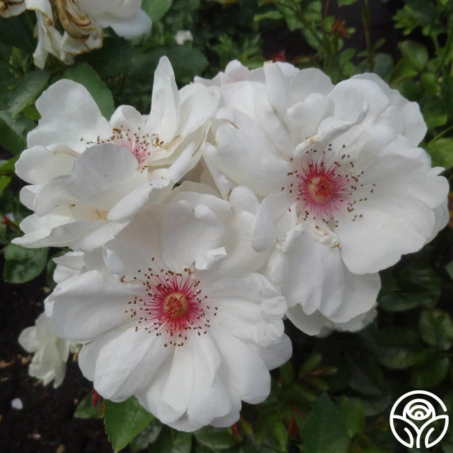 Jacqueline Du Pré™ 3 Jacqueline Du Pré™ - Image 3