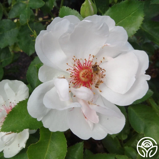 Jacqueline Du Pré™ 4 Jacqueline Du Pré™ - Image 4