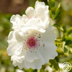 Jacqueline Du Pré™ 14 Jacqueline Du Pré™ -Precisiom Store jacqueline du pre logo 05