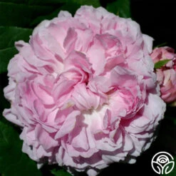 Jacques Cartier 7 Jacques Cartier -Precisiom Store jacques cartier 1