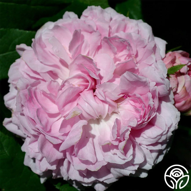 Jacques Cartier 4 Jacques Cartier - Image 4