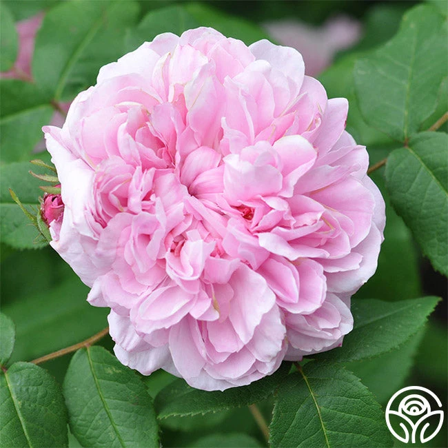 Jacques Cartier 2 Jacques Cartier - Image 2