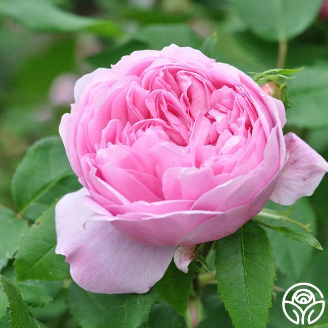 Jacques Cartier 3 Jacques Cartier - Image 3