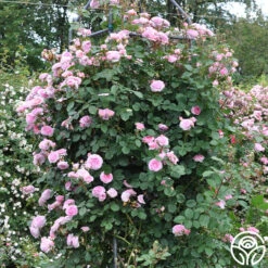 James Galway® -Precisiom Store james galway 12