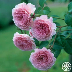 New Release -Precisiom Store james galway 2 3