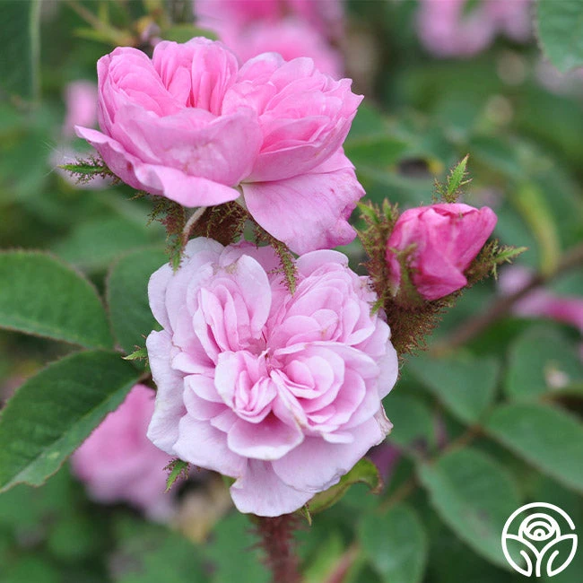 James Mitchell 6 James Mitchell - Image 6