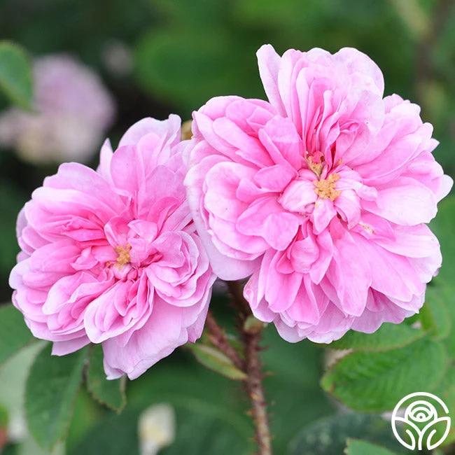 James Mitchell 2 James Mitchell - Image 2