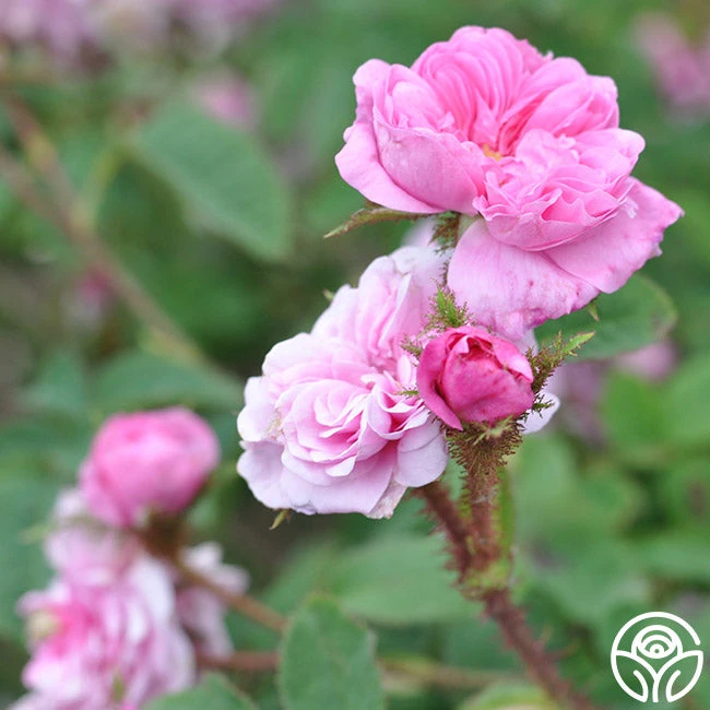 James Mitchell 10 James Mitchell - Image 10