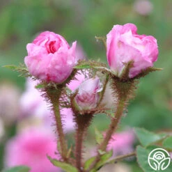 James Mitchell 17 James Mitchell -Precisiom Store james mitchell 5