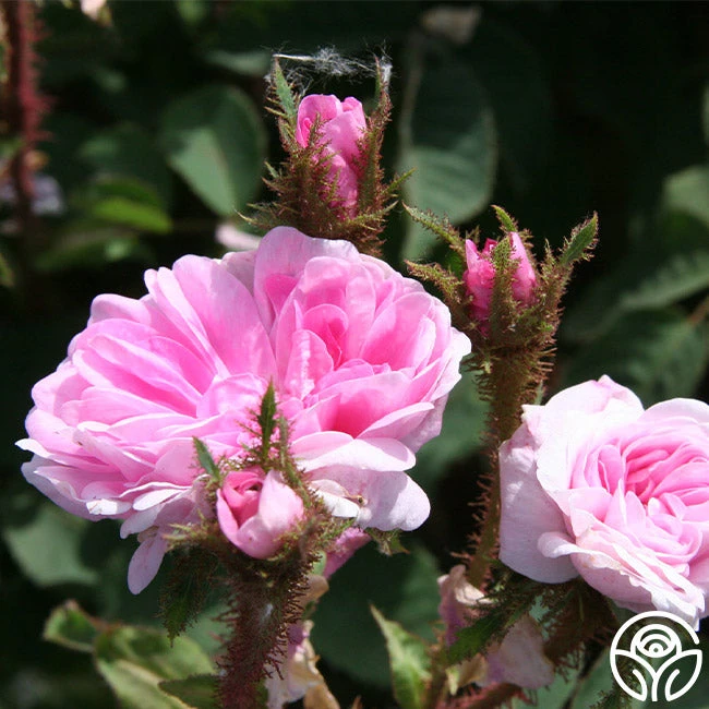 James Mitchell 7 James Mitchell - Image 7