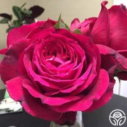 Janice Kellogg -Precisiom Store janice kellogg 2 1 2