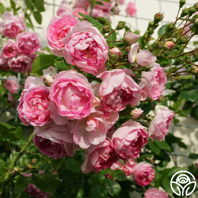 Arborose® Jasmina 2 Arborose® Jasmina - Image 2