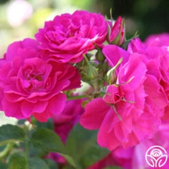 New Release -Precisiom Store john cabot logo 01