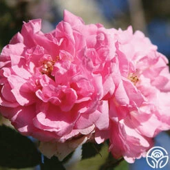 John Davis -Precisiom Store john davis logo 01