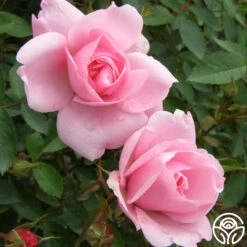 John Davis -Precisiom Store john davis logo 03