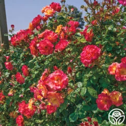 Joseph's Coat 23 Joseph's Coat -Precisiom Store josephs coat 11