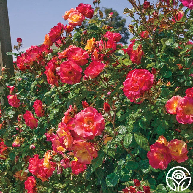 Joseph's Coat 9 Joseph's Coat - Image 9