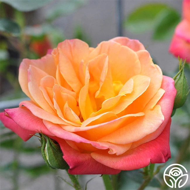 Joseph's Coat 6 Joseph's Coat - Image 6