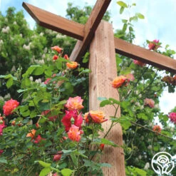 Joseph's Coat 18 Joseph's Coat -Precisiom Store josephs coat 4