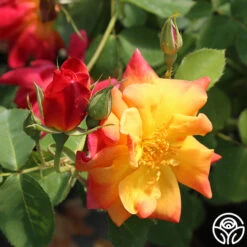 Joseph's Coat 29 Joseph's Coat -Precisiom Store josephs coat 8