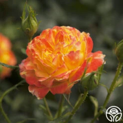 Judy Garland™ 19 Judy Garland™ -Precisiom Store judy garland logo 01