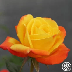 Judy Garland™ 13 Judy Garland™ -Precisiom Store judy garland logo 03