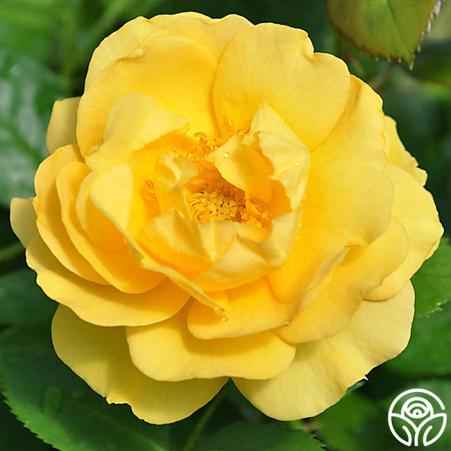 Julia Child™ 2 Julia Child™ - Image 2