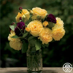 Julia Child™ 15 Julia Child™ -Precisiom Store julia child 3 8