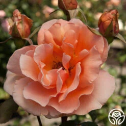 Just Joey® 12 Just Joey® -Precisiom Store just joey 11