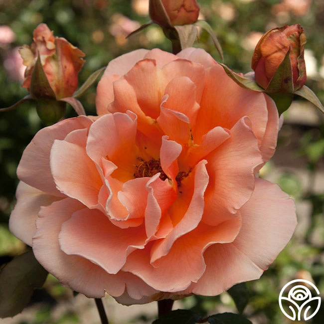 Just Joey® 6 Just Joey® - Image 6