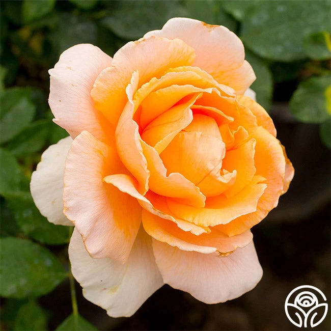 Just Joey® 2 Just Joey® - Image 2