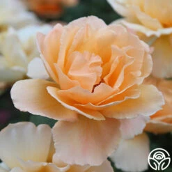 Just Joey® 9 Just Joey® -Precisiom Store just joey 8