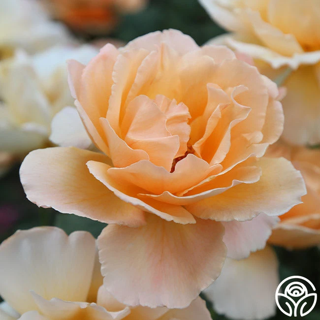 Just Joey® 3 Just Joey® - Image 3