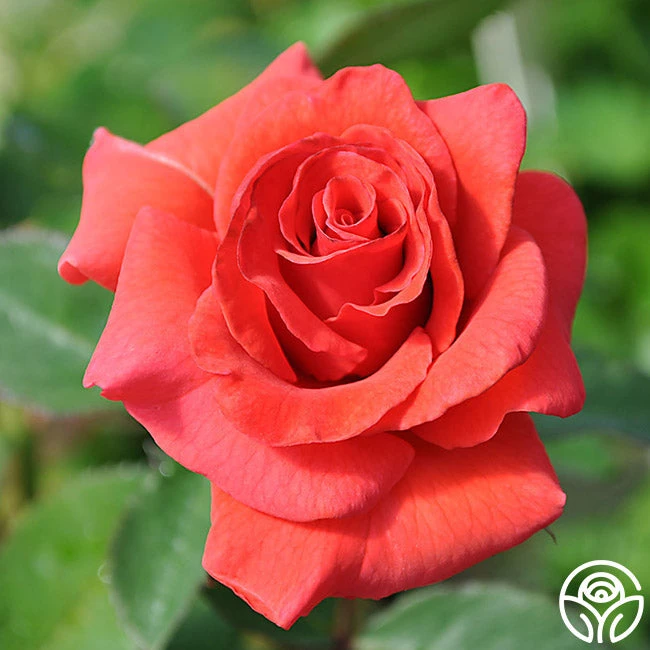 Kanegem 2 Kanegem - Image 2