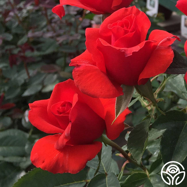 Kanegem 8 Kanegem - Image 8