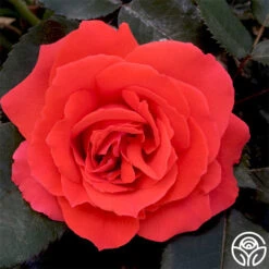 Kanegem 11 Kanegem -Precisiom Store kanegem 3 2