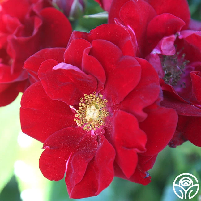 Keep In Touch 9 Keep In Touch - Image 9